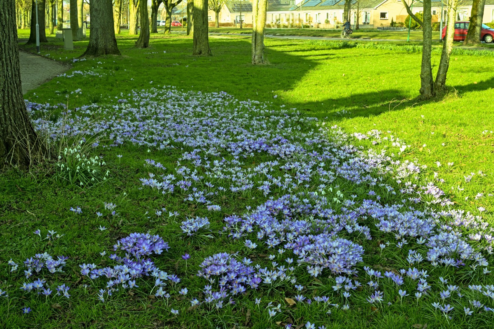 krokussen in grasveld